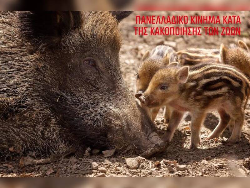 Κακοποίηση ζώων και ακτιβισμός - Η αδέσμευτη φωνή των τετράποδων
