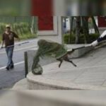 Κακοποίηση ζώων και ακτιβισμός - Η αδέσμευτη φωνή των τετράποδων