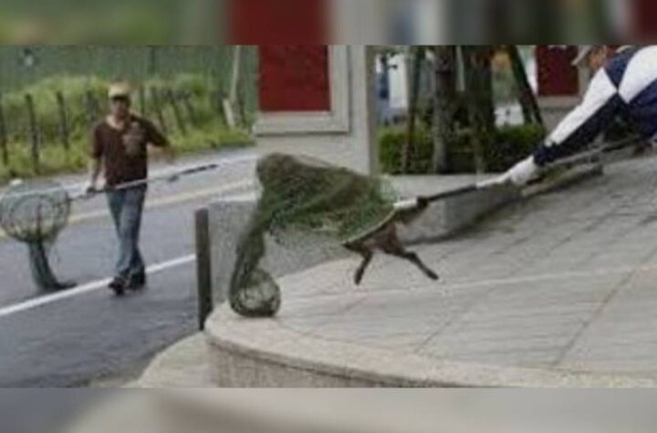 Κακοποίηση ζώων και ακτιβισμός - Η αδέσμευτη φωνή των τετράποδων