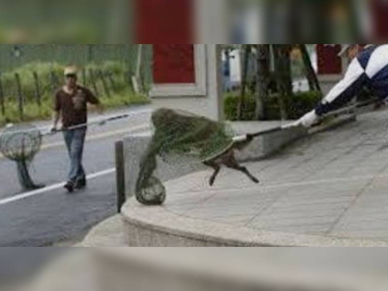 Κακοποίηση ζώων και ακτιβισμός - Η αδέσμευτη φωνή των τετράποδων