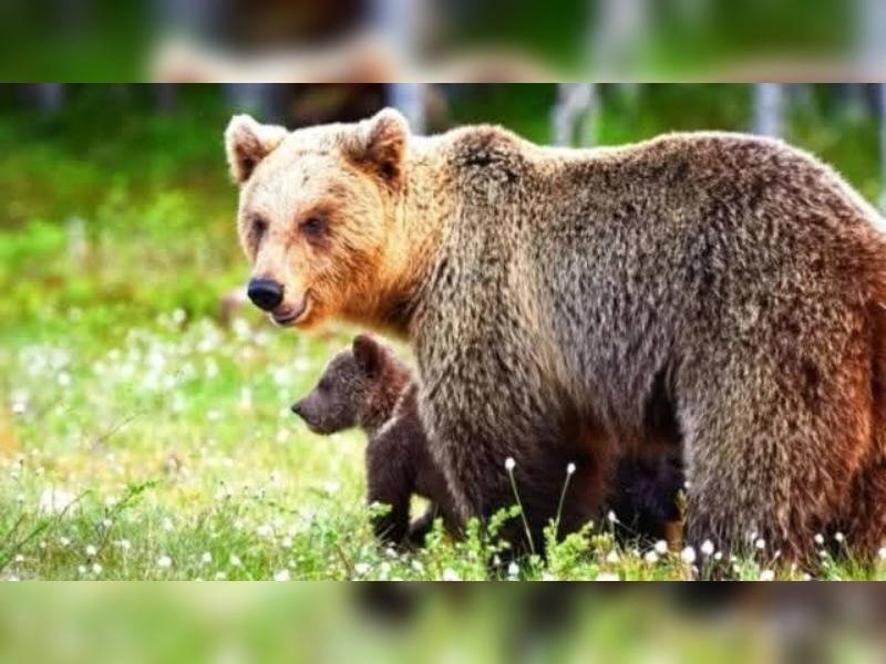 Κακοποίηση ζώων και ακτιβισμός - Η αδέσμευτη φωνή των τετράποδων