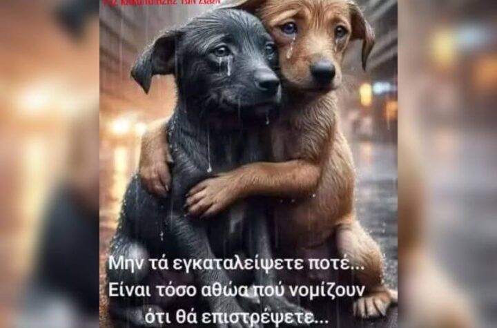 Κακοποίηση ζώων και ακτιβισμός - Η αδέσμευτη φωνή των τετράποδων