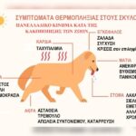 Κακοποίηση ζώων και ακτιβισμός - Η αδέσμευτη φωνή των τετράποδων