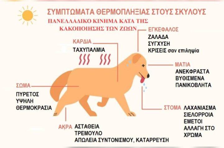 Κακοποίηση ζώων και ακτιβισμός - Η αδέσμευτη φωνή των τετράποδων
