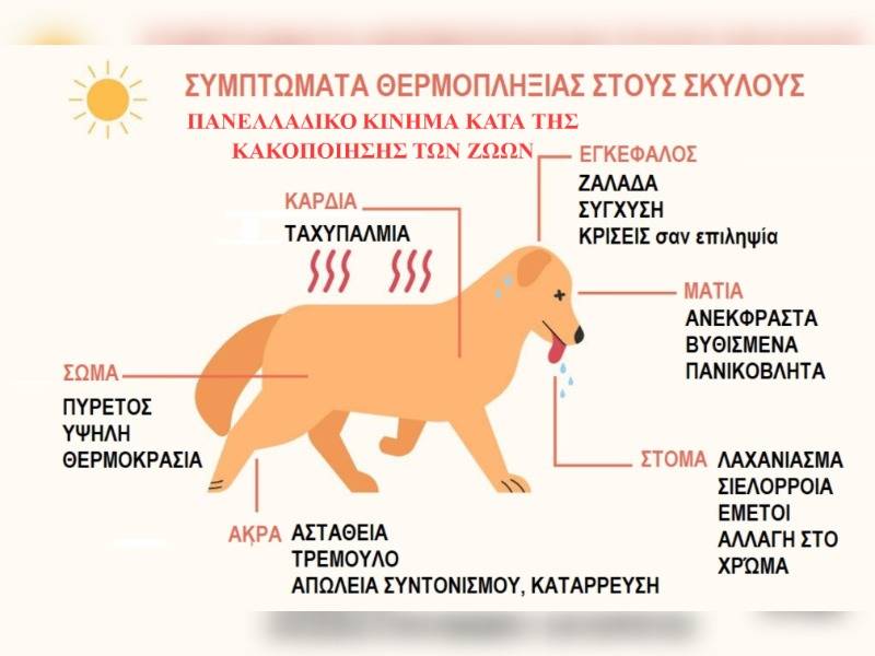 Κακοποίηση ζώων και ακτιβισμός - Η αδέσμευτη φωνή των τετράποδων