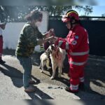 Κακοποίηση ζώων και ακτιβισμός - Η αδέσμευτη φωνή των τετράποδων