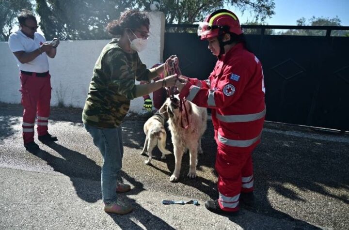 Κακοποίηση ζώων και ακτιβισμός - Η αδέσμευτη φωνή των τετράποδων
