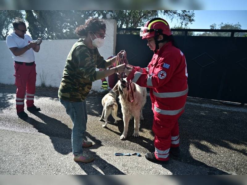 Κακοποίηση ζώων και ακτιβισμός - Η αδέσμευτη φωνή των τετράποδων