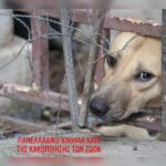 Κακοποίηση ζώων και ακτιβισμός - Η αδέσμευτη φωνή των τετράποδων
