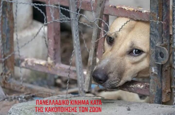 Κακοποίηση ζώων και ακτιβισμός - Η αδέσμευτη φωνή των τετράποδων
