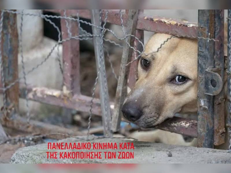 Κακοποίηση ζώων και ακτιβισμός - Η αδέσμευτη φωνή των τετράποδων