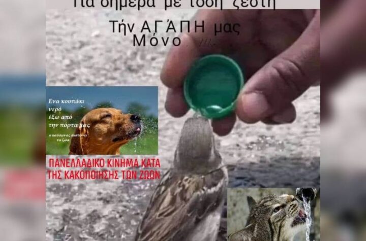 Κακοποίηση ζώων και ακτιβισμός - Η αδέσμευτη φωνή των τετράποδων