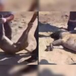 Κακοποίηση ζώων και ακτιβισμός - Η αδέσμευτη φωνή των τετράποδων