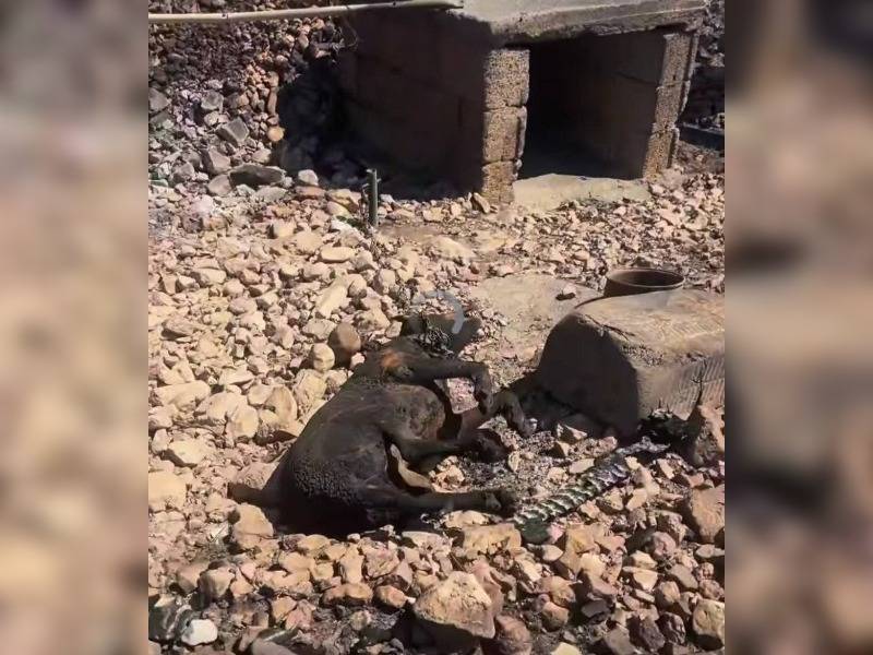Κακοποίηση ζώων και ακτιβισμός - Η αδέσμευτη φωνή των τετράποδων