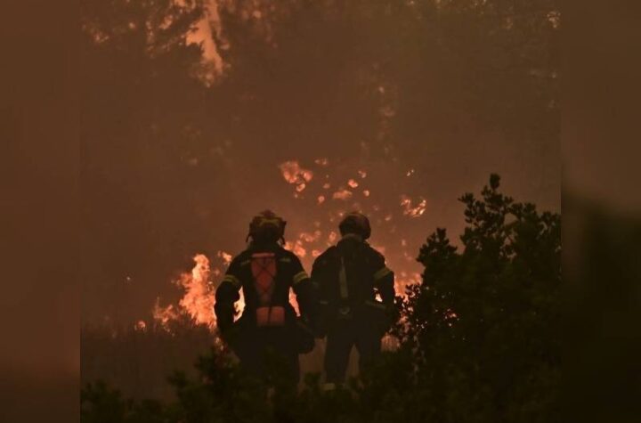 Κακοποίηση ζώων και ακτιβισμός - Η αδέσμευτη φωνή των τετράποδων
