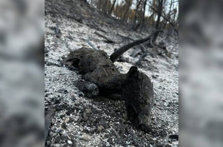 Κακοποίηση ζώων και ακτιβισμός - Η αδέσμευτη φωνή των τετράποδων