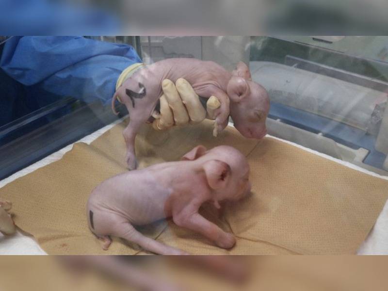 Κακοποίηση ζώων και ακτιβισμός - Η αδέσμευτη φωνή των τετράποδων