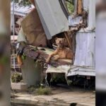 Κακοποίηση ζώων και ακτιβισμός - Η αδέσμευτη φωνή των τετράποδων