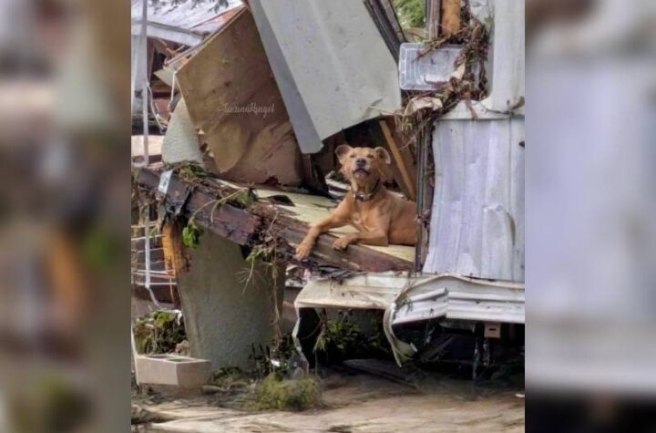 Κακοποίηση ζώων και ακτιβισμός - Η αδέσμευτη φωνή των τετράποδων