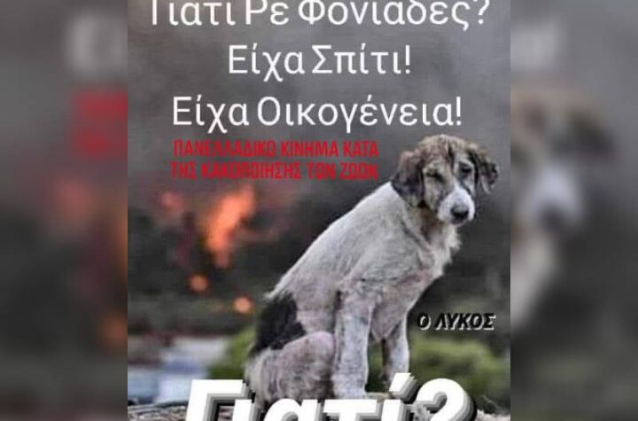 Κακοποίηση ζώων και ακτιβισμός - Η αδέσμευτη φωνή των τετράποδων