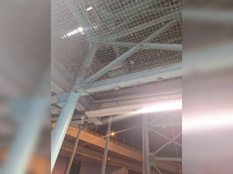 Κακοποίηση ζώων και ακτιβισμός - Η αδέσμευτη φωνή των τετράποδων