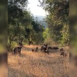 Κακοποίηση ζώων και ακτιβισμός - Η αδέσμευτη φωνή των τετράποδων