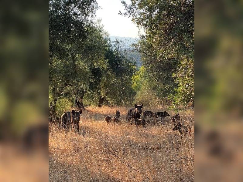 Κακοποίηση ζώων και ακτιβισμός - Η αδέσμευτη φωνή των τετράποδων