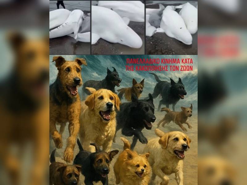 Κακοποίηση ζώων και ακτιβισμός - Η αδέσμευτη φωνή των τετράποδων