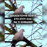 Κακοποίηση ζώων και ακτιβισμός - Η αδέσμευτη φωνή των τετράποδων