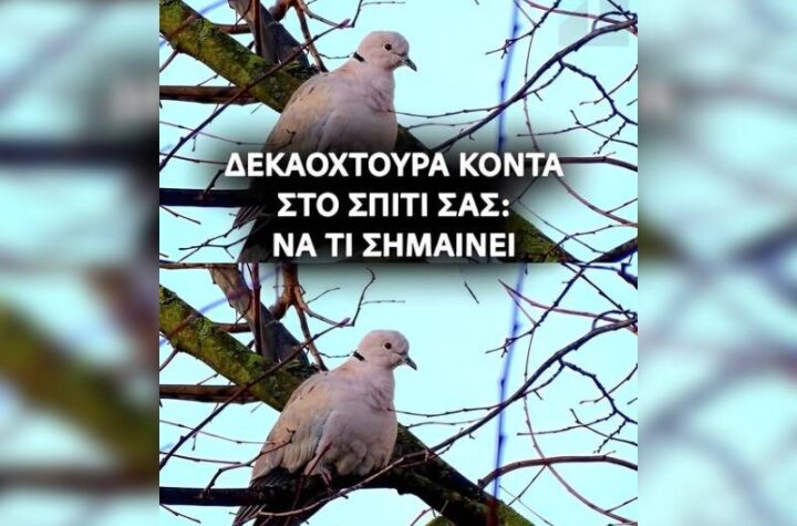 Κακοποίηση ζώων και ακτιβισμός - Η αδέσμευτη φωνή των τετράποδων