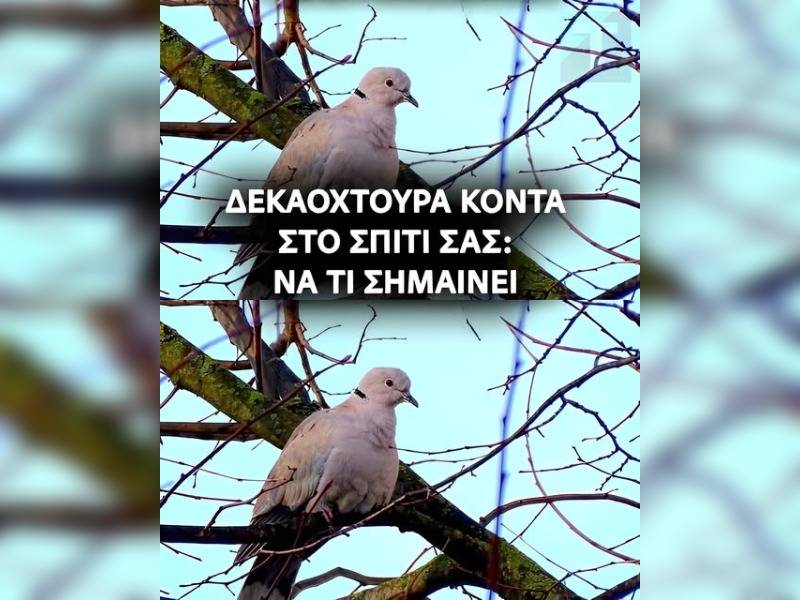 Κακοποίηση ζώων και ακτιβισμός - Η αδέσμευτη φωνή των τετράποδων