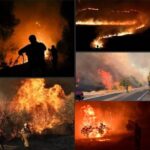 Κακοποίηση ζώων και ακτιβισμός - Η αδέσμευτη φωνή των τετράποδων