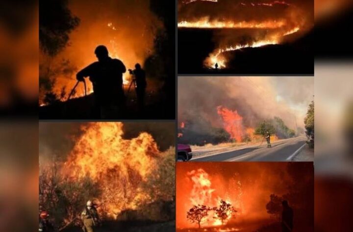 Κακοποίηση ζώων και ακτιβισμός - Η αδέσμευτη φωνή των τετράποδων