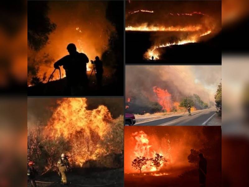 Κακοποίηση ζώων και ακτιβισμός - Η αδέσμευτη φωνή των τετράποδων