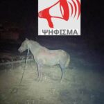 Κακοποίηση ζώων και ακτιβισμός - Η αδέσμευτη φωνή των τετράποδων