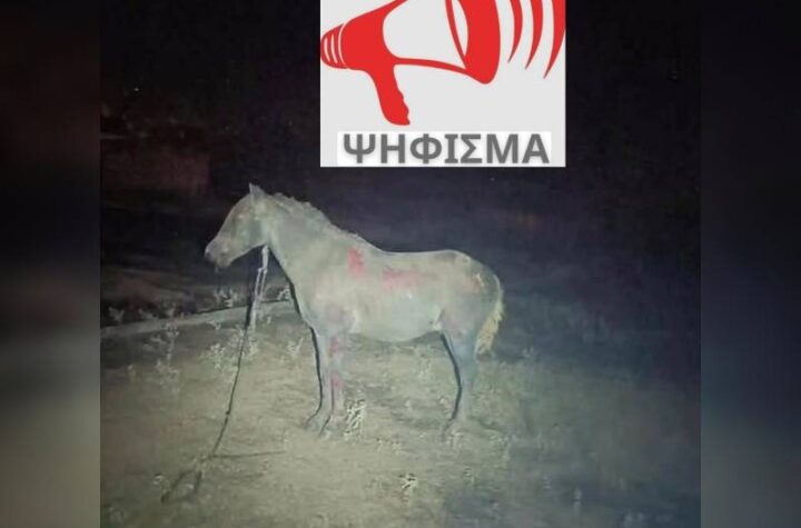 Κακοποίηση ζώων και ακτιβισμός - Η αδέσμευτη φωνή των τετράποδων