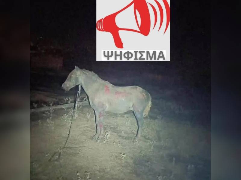 Κακοποίηση ζώων και ακτιβισμός - Η αδέσμευτη φωνή των τετράποδων