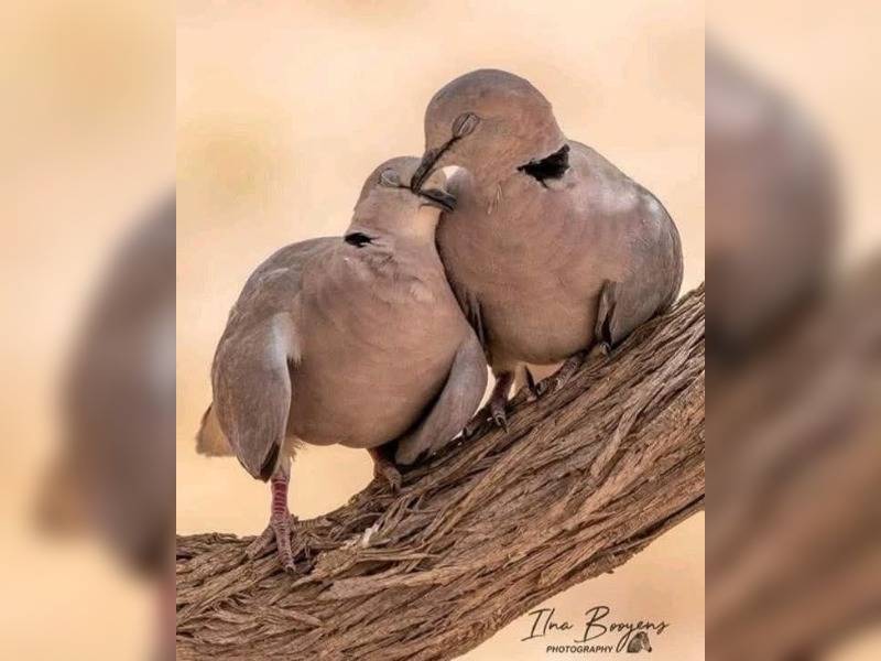 Κακοποίηση ζώων και ακτιβισμός - Η αδέσμευτη φωνή των τετράποδων