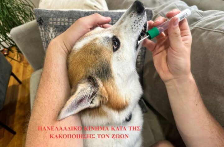 Κακοποίηση ζώων και ακτιβισμός - Η αδέσμευτη φωνή των τετράποδων
