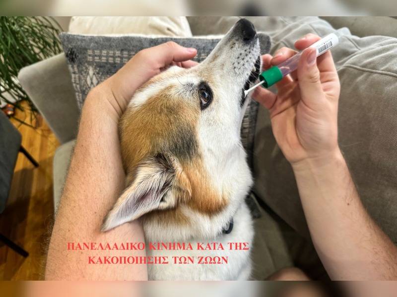 Κακοποίηση ζώων και ακτιβισμός - Η αδέσμευτη φωνή των τετράποδων