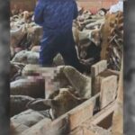 Κακοποίηση ζώων και ακτιβισμός - Η αδέσμευτη φωνή των τετράποδων