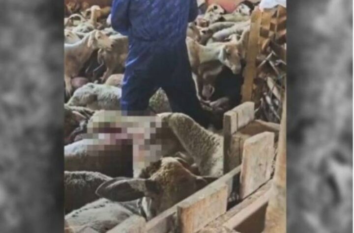 Κακοποίηση ζώων και ακτιβισμός - Η αδέσμευτη φωνή των τετράποδων