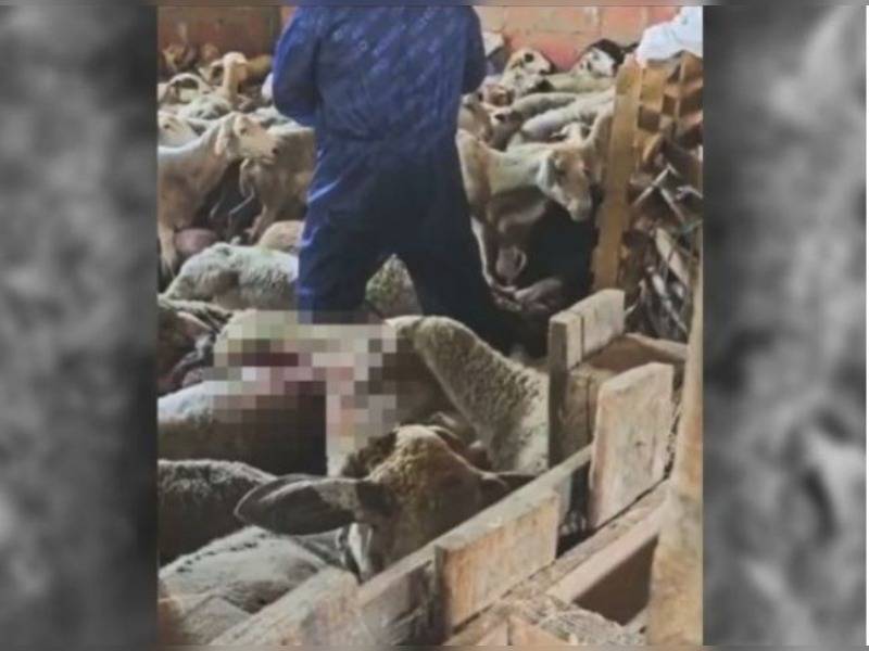 Κακοποίηση ζώων και ακτιβισμός - Η αδέσμευτη φωνή των τετράποδων