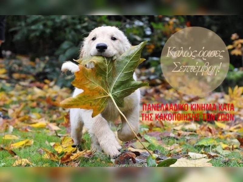 Κακοποίηση ζώων και ακτιβισμός - Η αδέσμευτη φωνή των τετράποδων