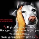 Κακοποίηση ζώων και ακτιβισμός - Η αδέσμευτη φωνή των τετράποδων