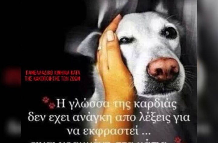 Κακοποίηση ζώων και ακτιβισμός - Η αδέσμευτη φωνή των τετράποδων