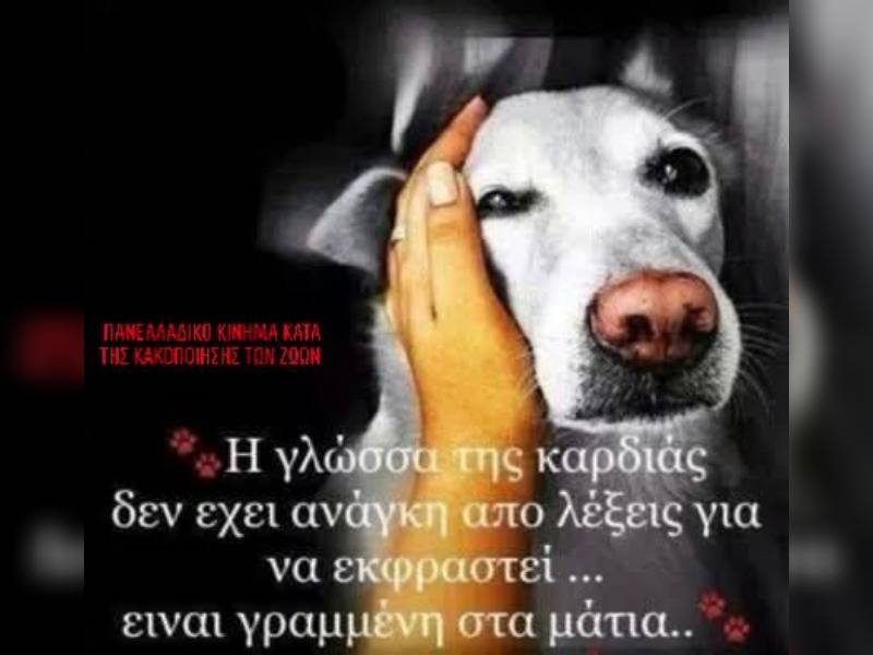 Κακοποίηση ζώων και ακτιβισμός - Η αδέσμευτη φωνή των τετράποδων