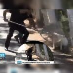 Κακοποίηση ζώων και ακτιβισμός - Η αδέσμευτη φωνή των τετράποδων