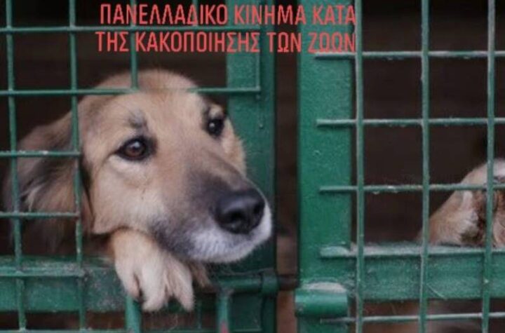 Κακοποίηση ζώων και ακτιβισμός - Η αδέσμευτη φωνή των τετράποδων