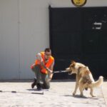 Κακοποίηση ζώων και ακτιβισμός - Η αδέσμευτη φωνή των τετράποδων